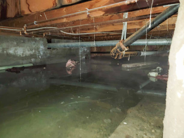 Best Water damage restoration experts  in Elmo, TX