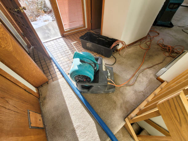 Best Water damage restoration near me  in Elmo, TX