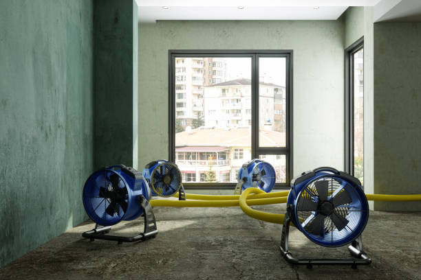 Best Ceiling water damage repair  in Elmo, TX